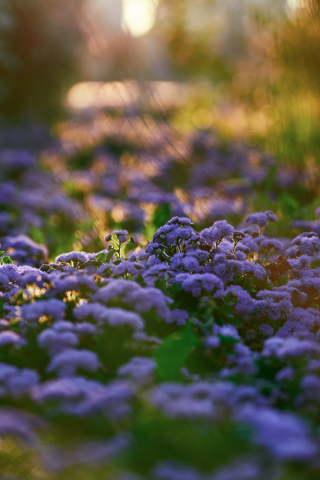 blue flowers with green leaves