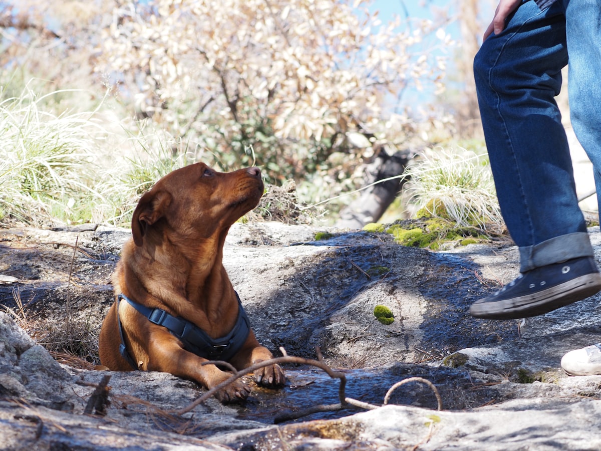 Dog standing on rock during mountain hike