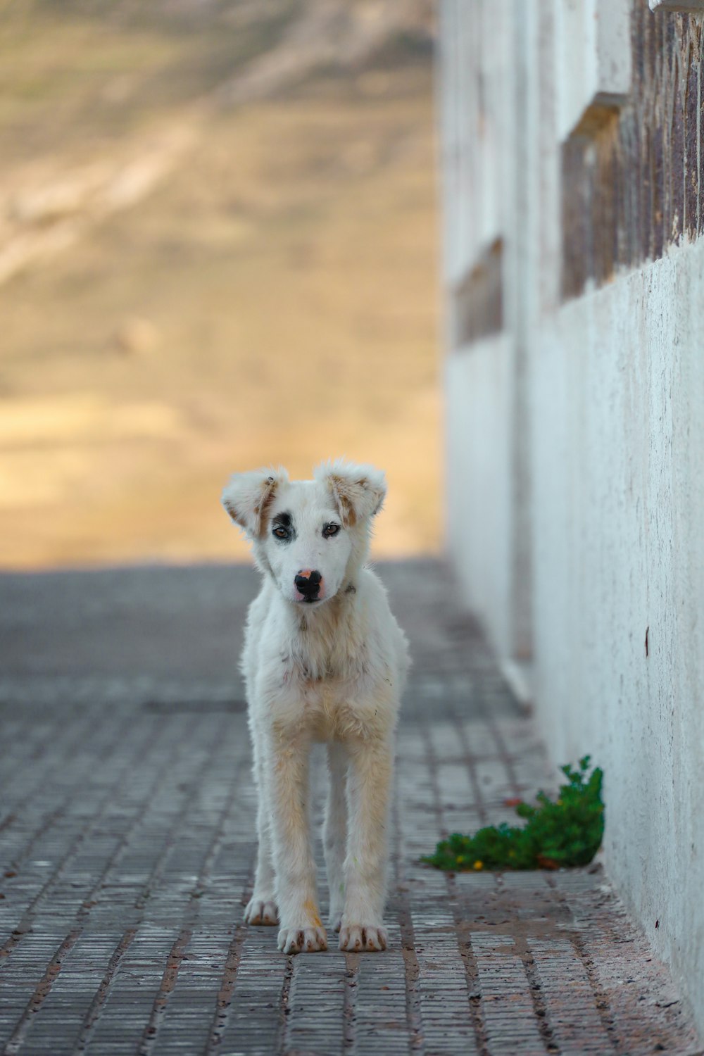 white short coated dog on gray concrete floor