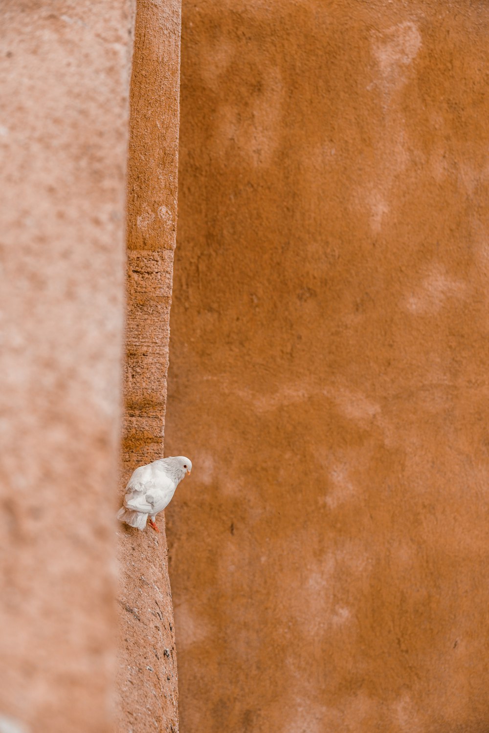 white bird on brown concrete wall