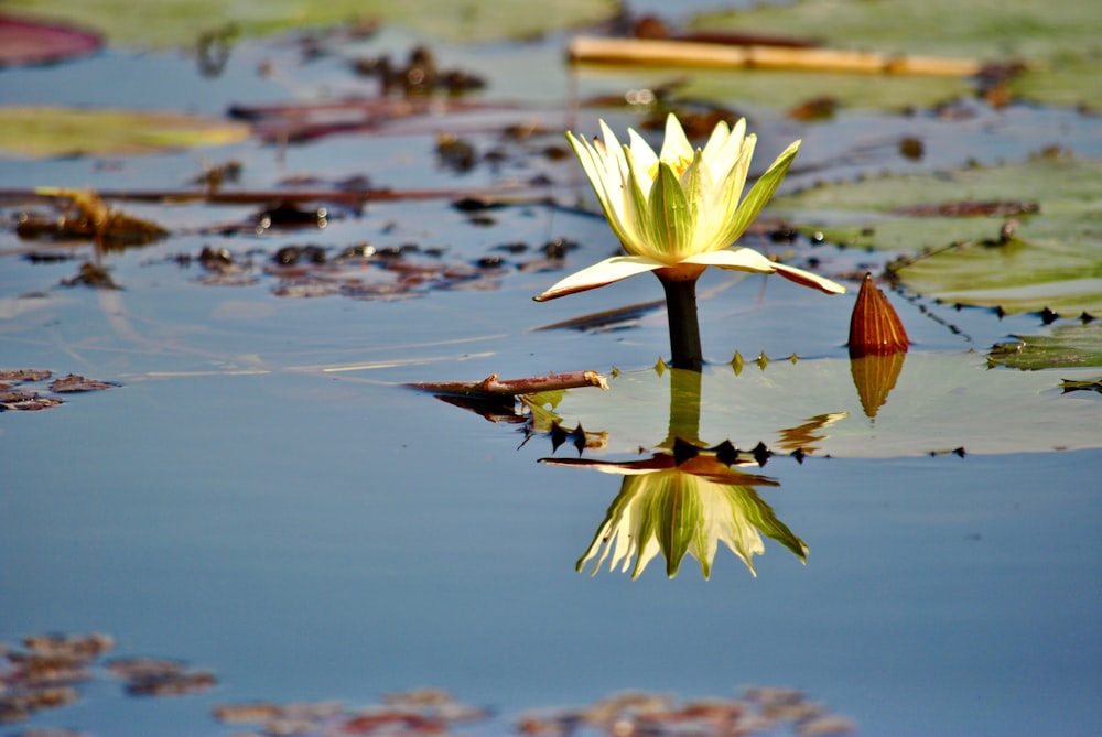 yellow lotus flower on water