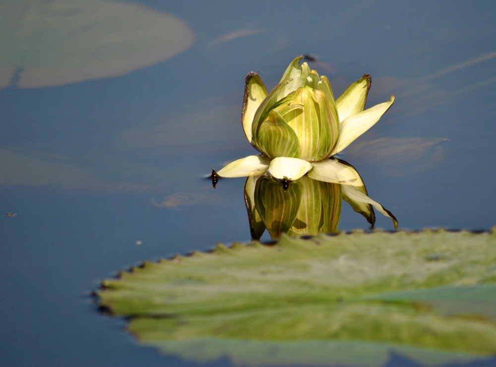 Flor de loto amarilla en flor durante el día