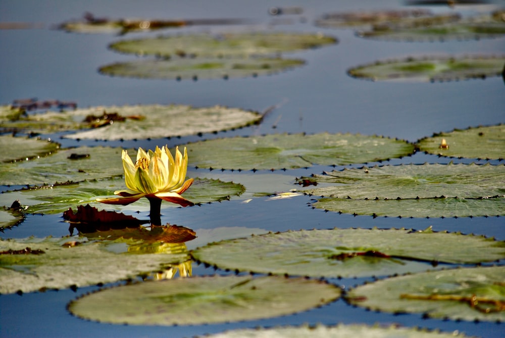 yellow lotus flower on water