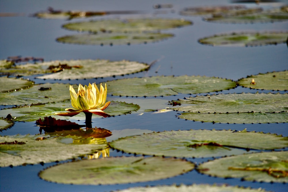 fiore di loto giallo sull'acqua
