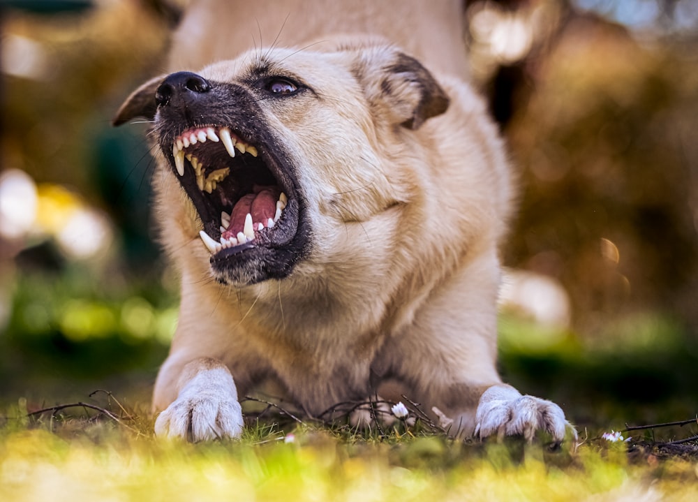 Perro de pelo corto blanco y marrón acostado sobre hierba verde durante el día