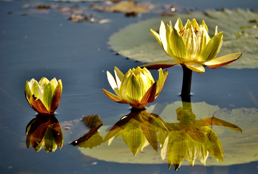 水面に咲く緑と赤の蓮の花