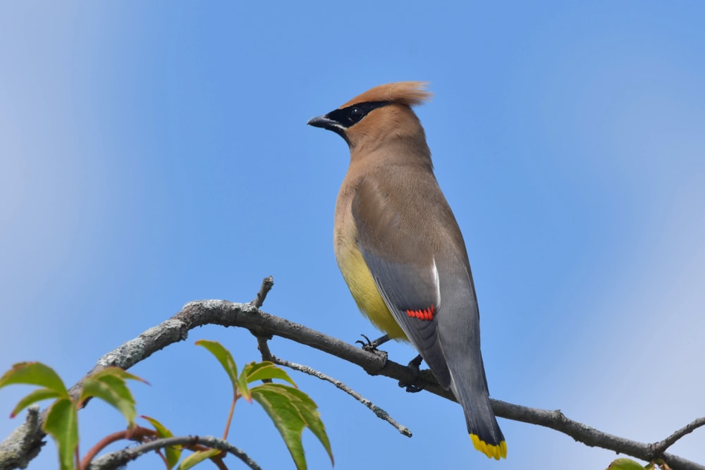 brown and gray bird on tree branch during daytime