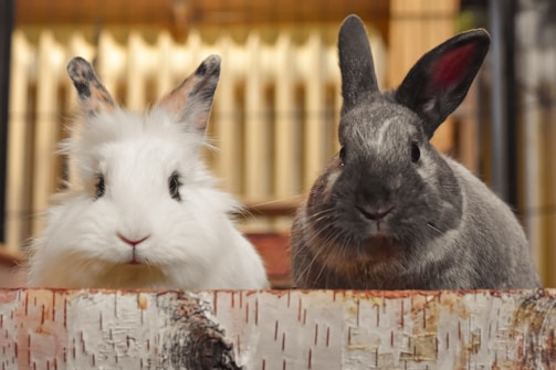 Two rabbits rest on a piece of decorative birch wood, with the background softly blurred. One rabbit has a fluffy, white coat with brown-tipped ears, and the other has short, sleek gray fur. Their ears are widely different in color and texture, contributing to their distinct appearances.