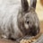 A close-up of a rabbit with soft, grayish-brown fur. The rabbit's large, dark eyes are prominent, and its long ears are upright. In front of the rabbit, there are small seed clusters, possibly a type of rabbit food, scattered on a wooden surface.