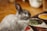 A grey rabbit with a soft, plush coat is sitting on a colorful patterned rug. Its ears are upright, and its eyes are alert, giving an impression of attentiveness. The background includes a hardwood floor and blurred objects possibly part of indoor home decor.