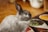 A grey rabbit with a soft, plush coat is sitting on a colorful patterned rug. Its ears are upright, and its eyes are alert, giving an impression of attentiveness. The background includes a hardwood floor and blurred objects possibly part of indoor home decor.