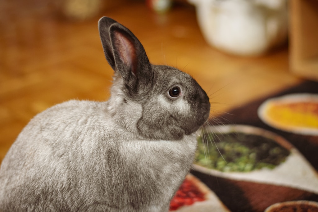 Cuddly Plush Bunny