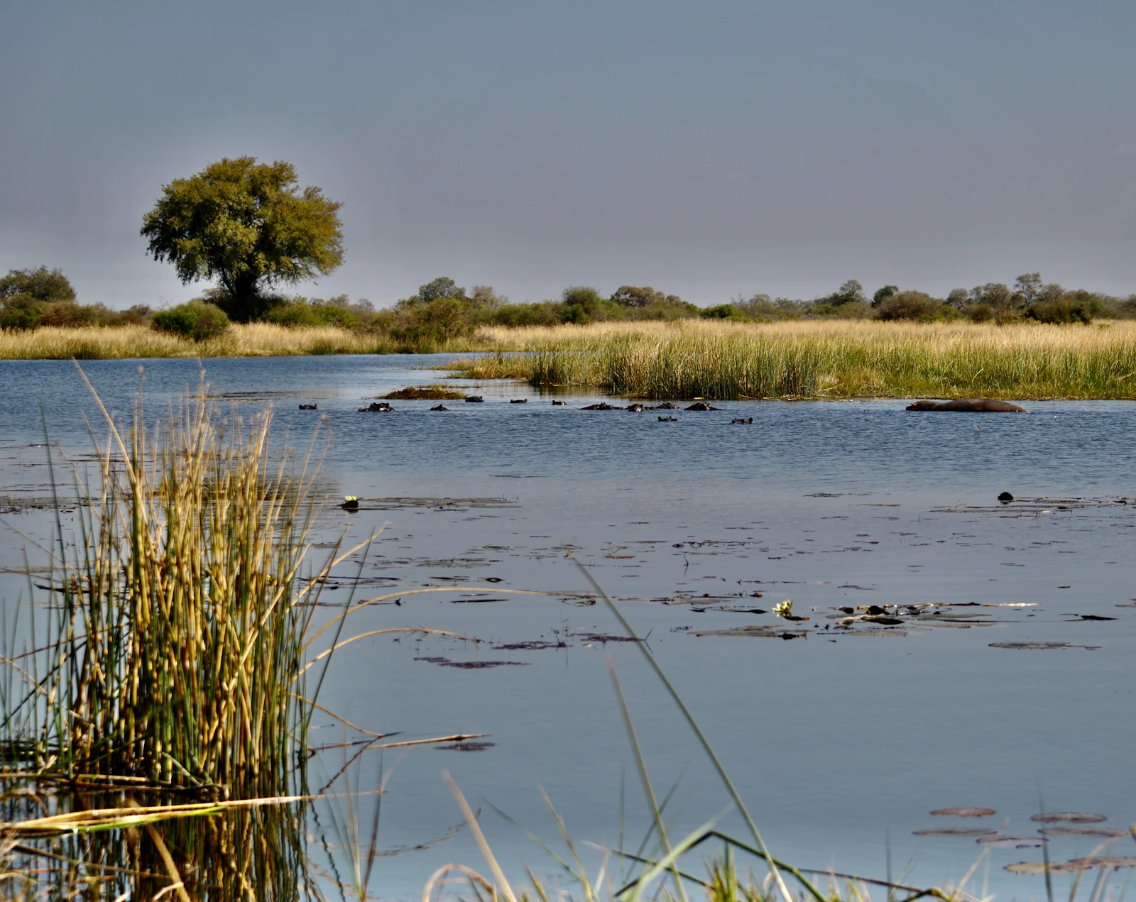 Singita Elela Lodge: The Brand's Botswana Debut in the Okavango Delta