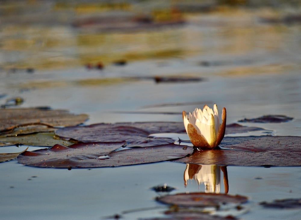 flor blanca en el agua durante el día