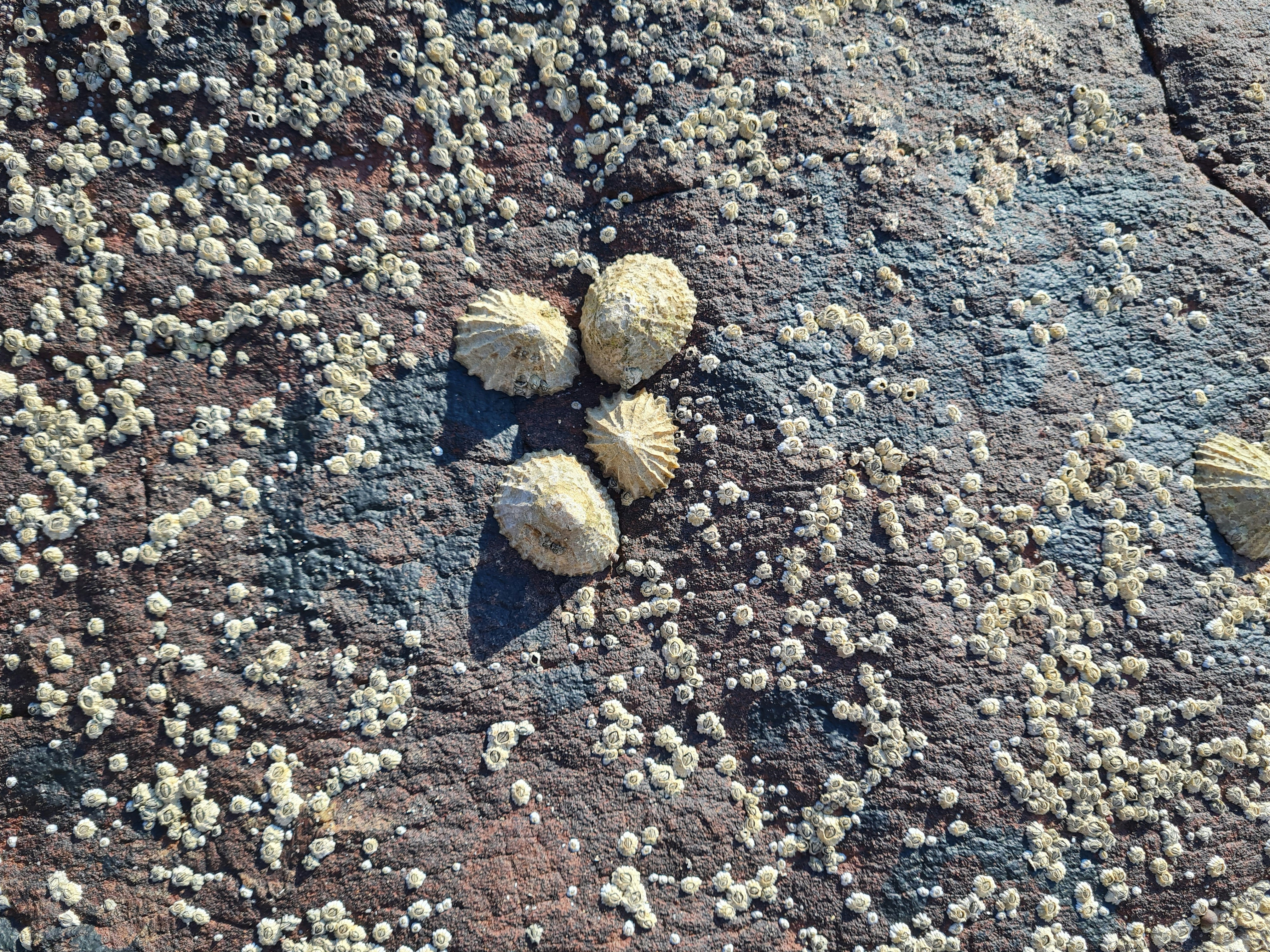 brown and gray round ornament