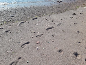 Close-up of footprints in the sand along the shoreline