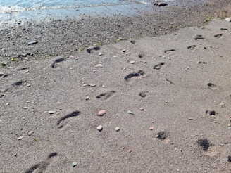 Close-up of footprints in the sand along the shoreline