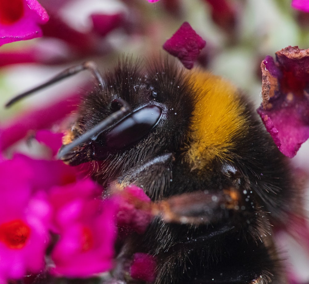 black and yellow bee on pink flower