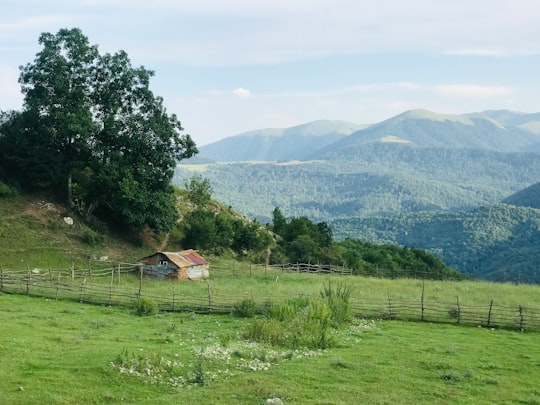 green tree near body of water during daytime in Tavush Province Armenia