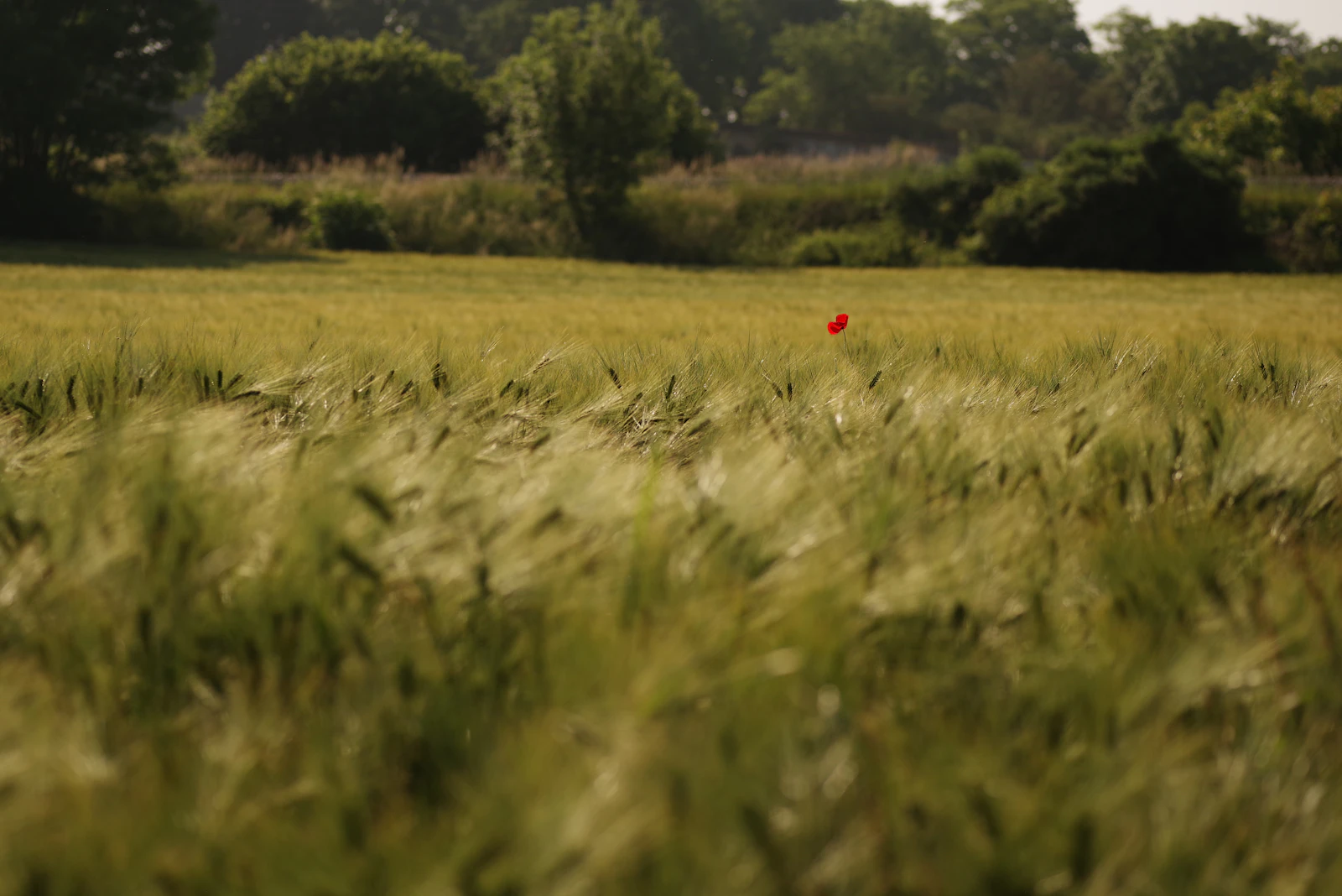 Auvers-sur-Oise