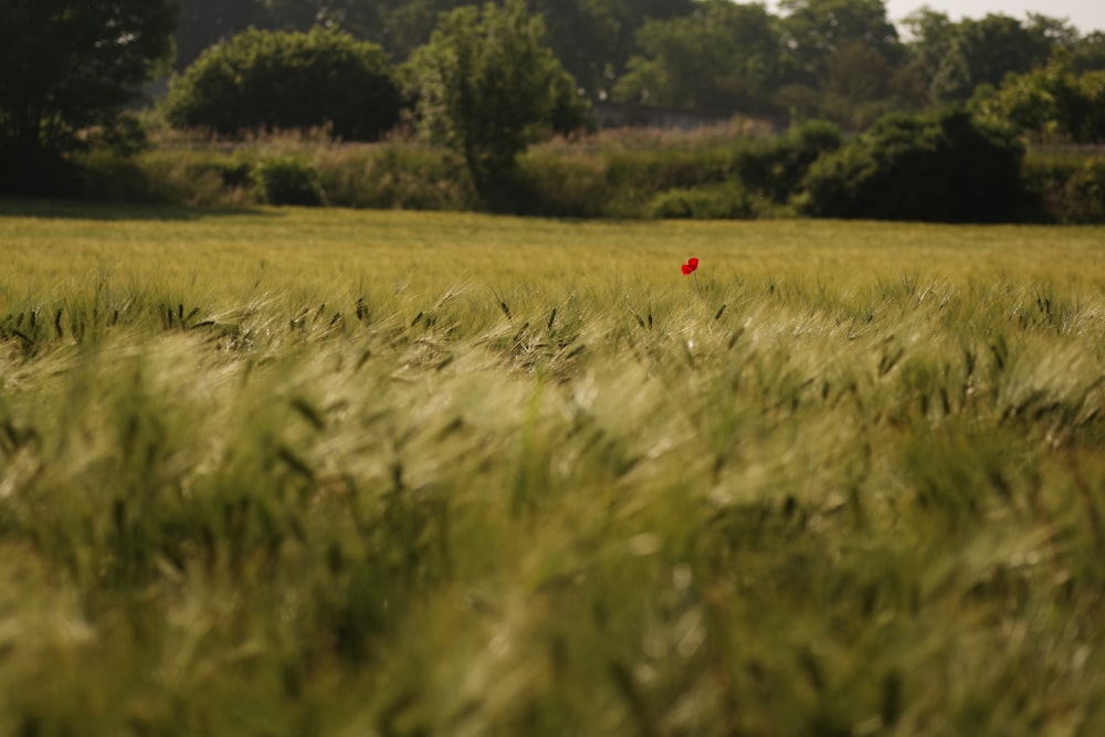 red flower on green grass field during daytime