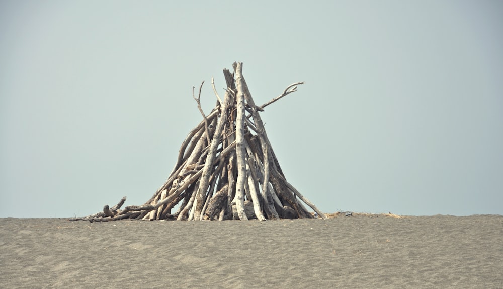 brown tree trunk on brown sand