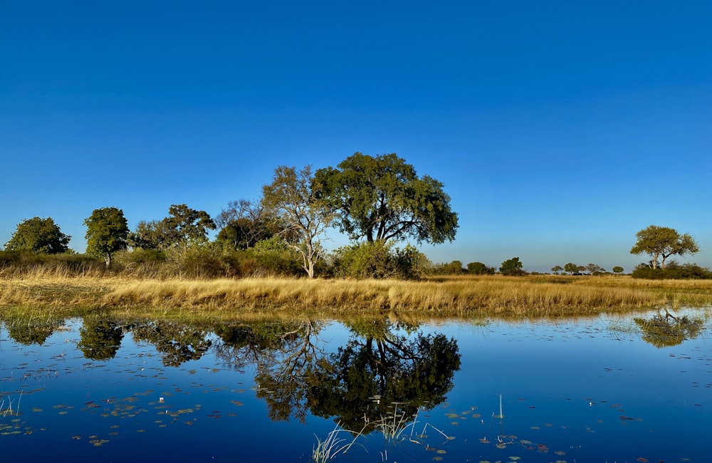 green grass field near lake under blue sky during daytime