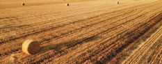 A beautiful field of hay ready for harvest.