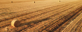 Sunlit farm fields with fresh hay bales waiting for transport.
