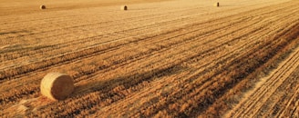 A warm, sunlit field of orchard grass with round bales stacked neatly in the background on a family farm.