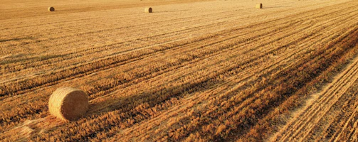 Sunlit farm fields with fresh hay bales waiting for transport.