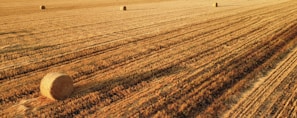 Sunlit field with crates full of freshly harvested crops.
