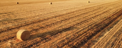 A beautiful field of hay ready for harvest.