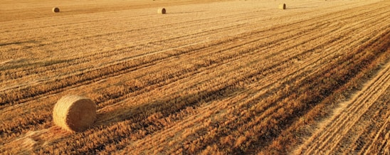 A warm, sunlit field of orchard grass with round bales stacked neatly in the background on a family farm.