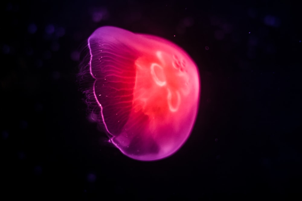 pink jellyfish in black background