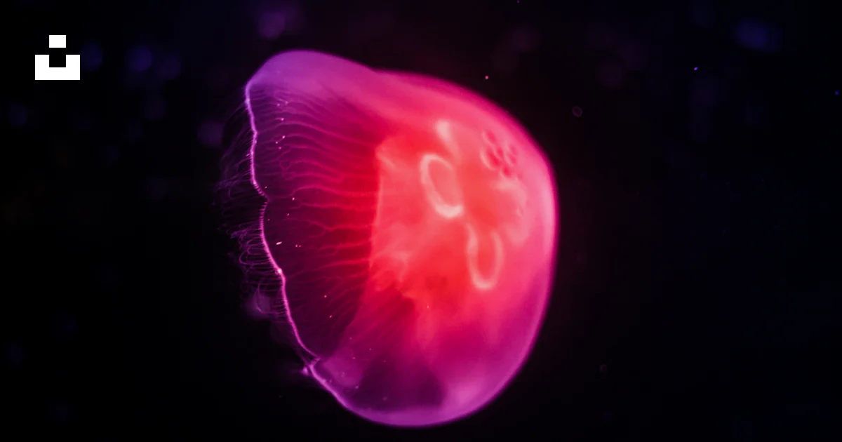 Medusa rosa con fondo negro foto – Imagen de Medusa gratuita en Unsplash