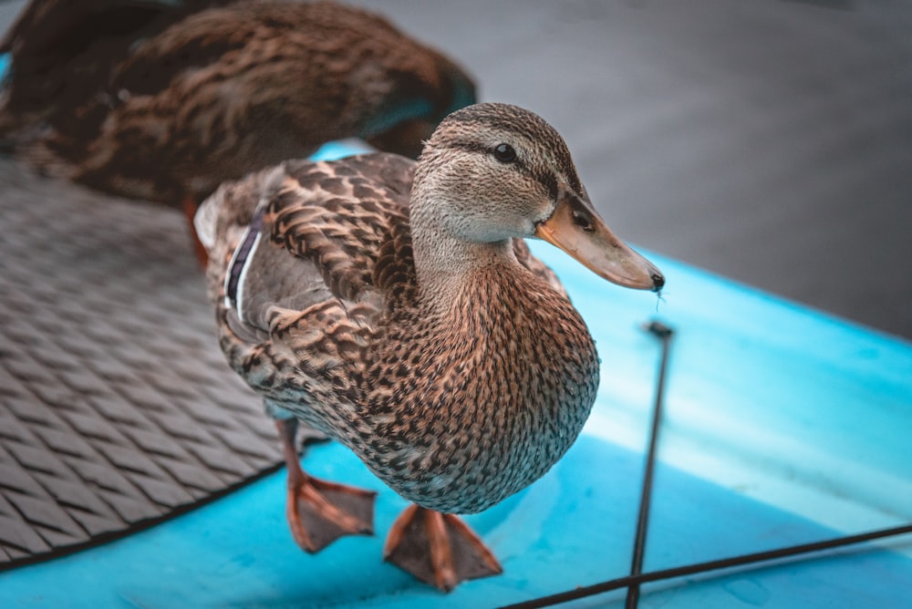 brown duck on blue swimming pool