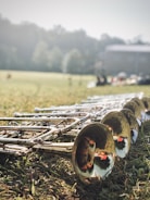 A collection of brass trumpets lies on the grass, the sunlight reflecting off their shiny surfaces. The background features a field with blurred trees and a building, suggesting an outdoor setting.