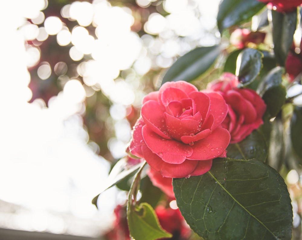 pink rose in bloom during daytime