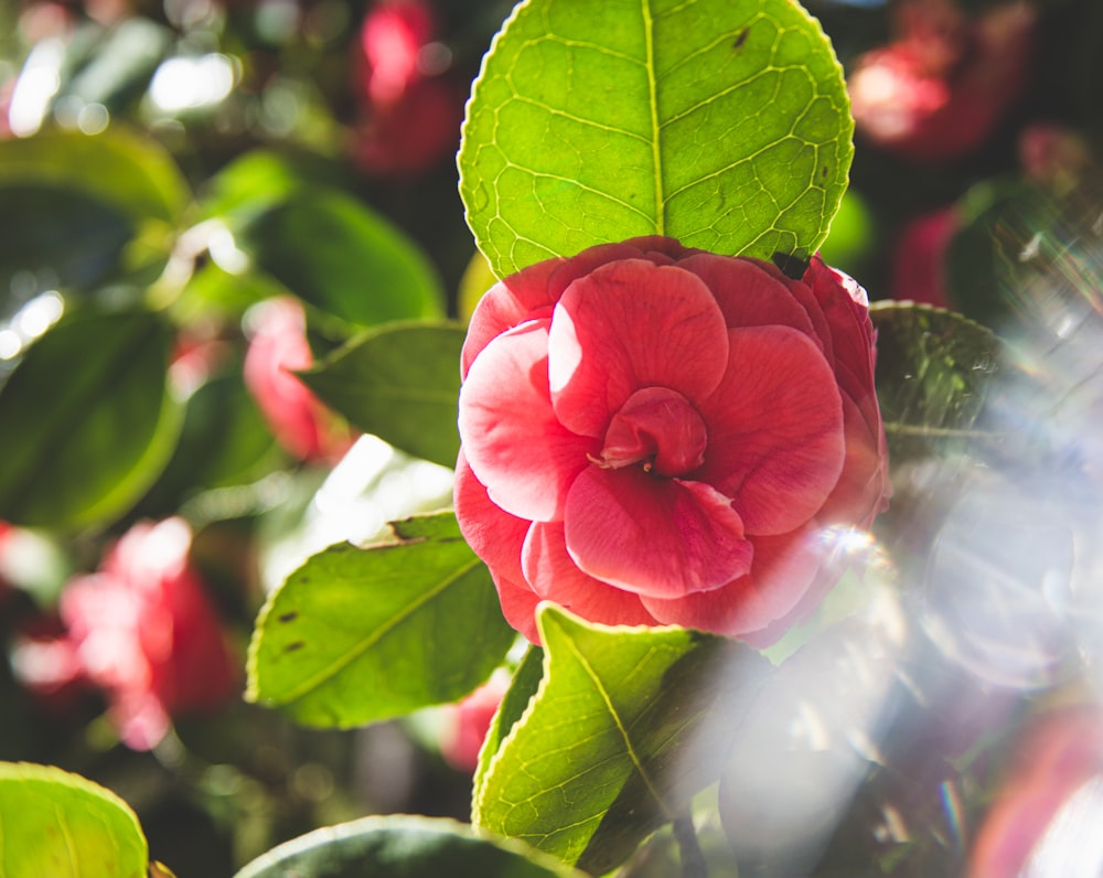 pink flower with green leaves