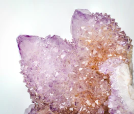 white and purple flower petals