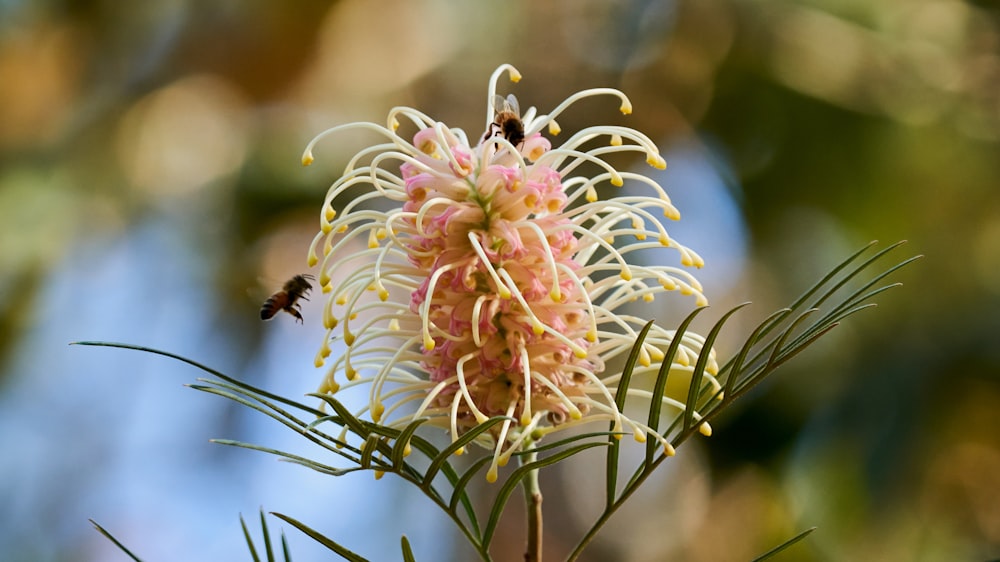 white and pink flower in tilt shift lens