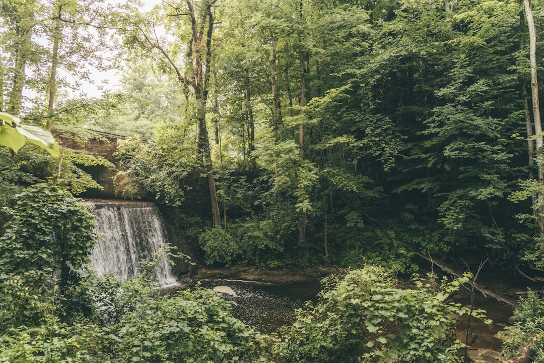 green trees near river during daytime