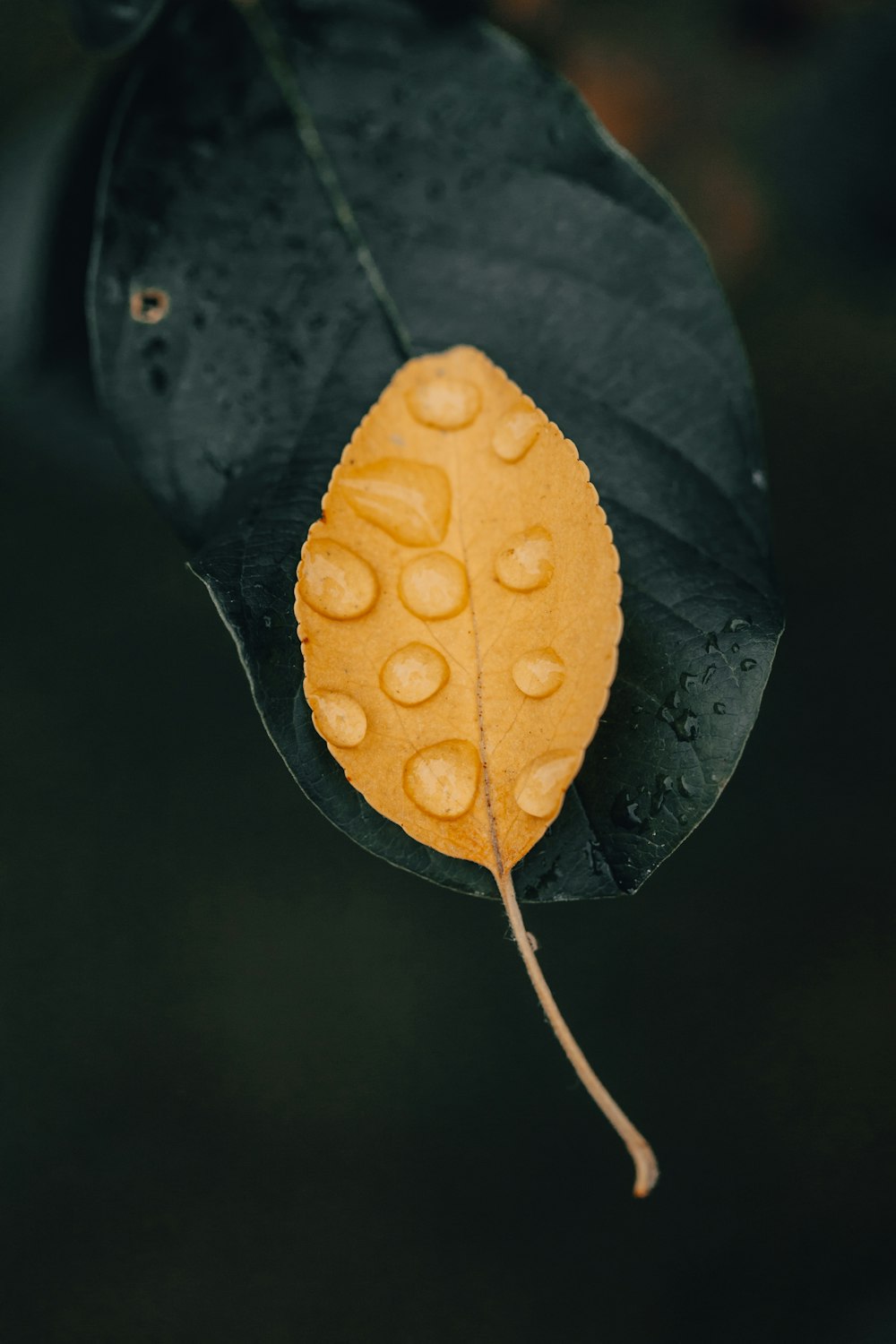 water droplets on yellow leaf