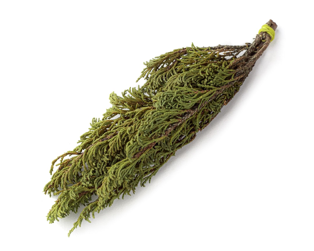 green and brown vegetable on white surface, a branch of the Tuvan juniper or artysh on a white background.</p></figure><p>Say "Thanks" via PayPal