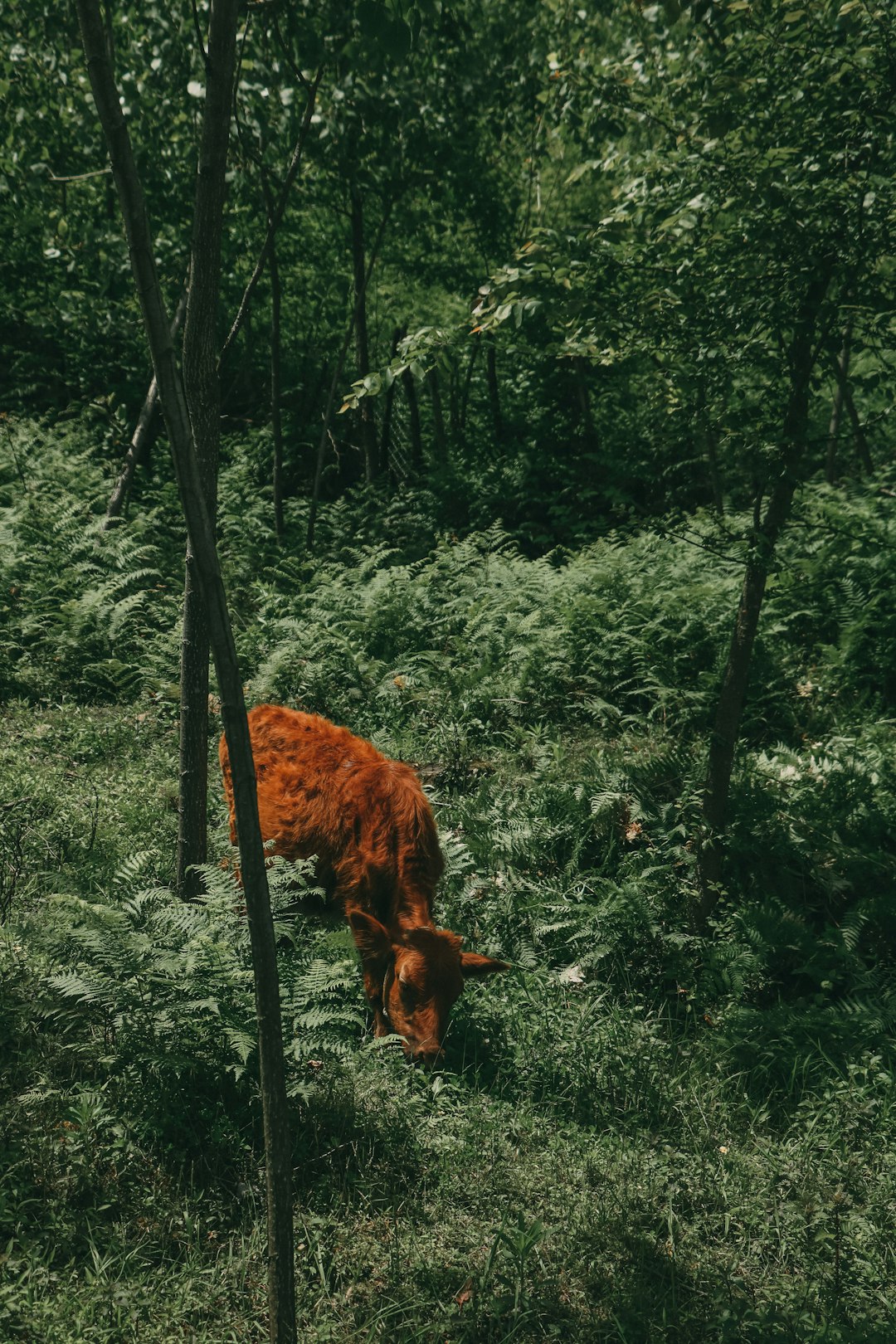 brown horse eating grass on forest during daytime