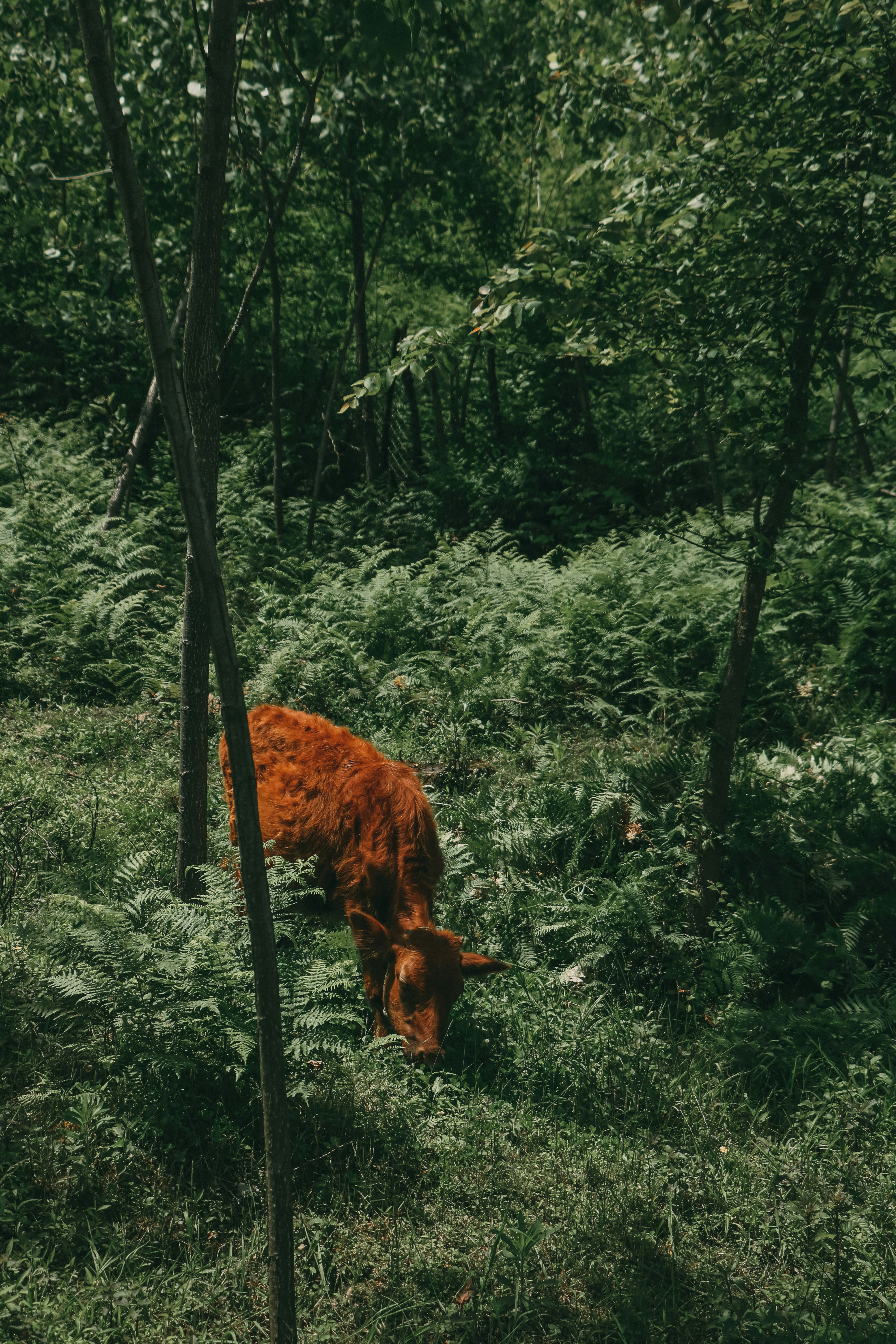 brown horse eating grass on forest during daytime