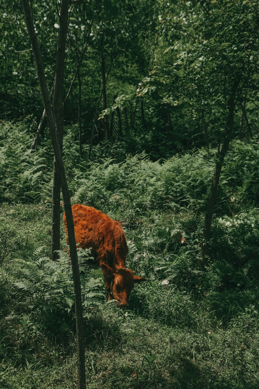 brown horse eating grass on forest during daytime