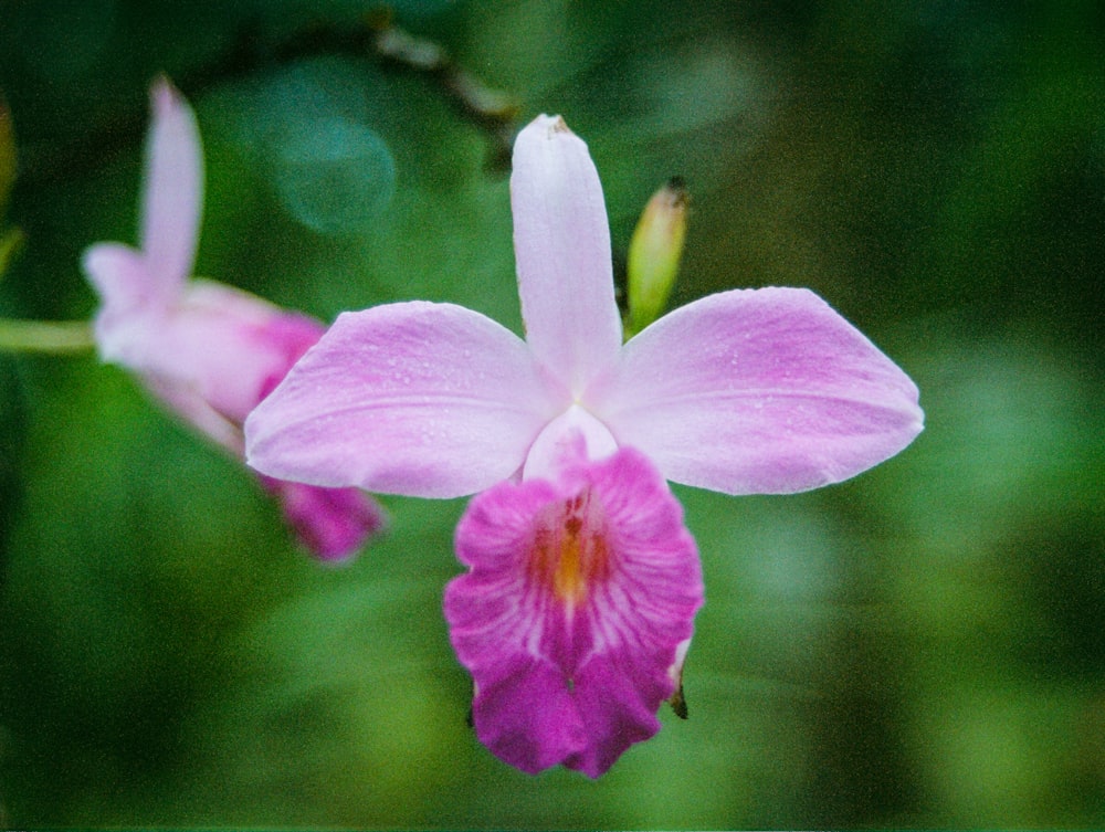 white and purple flower in tilt shift lens