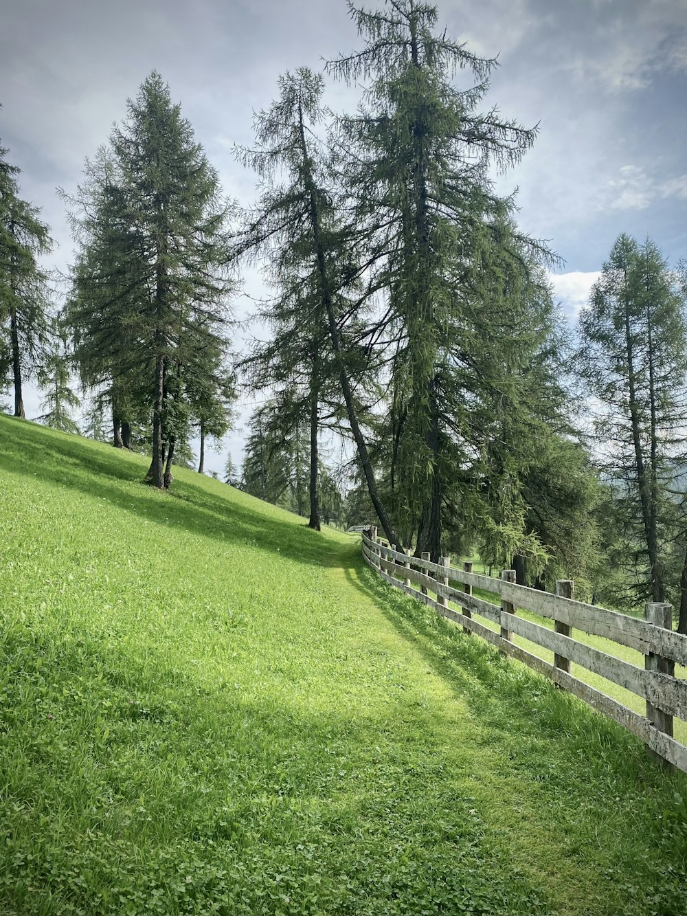 green grass field with trees